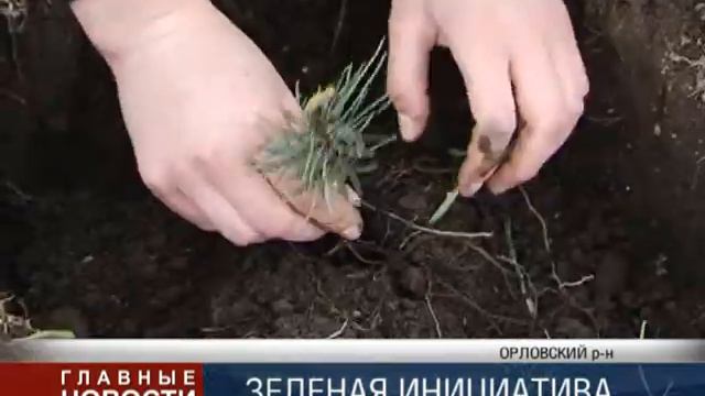 Некрасовские кедры смотреть онлайн
