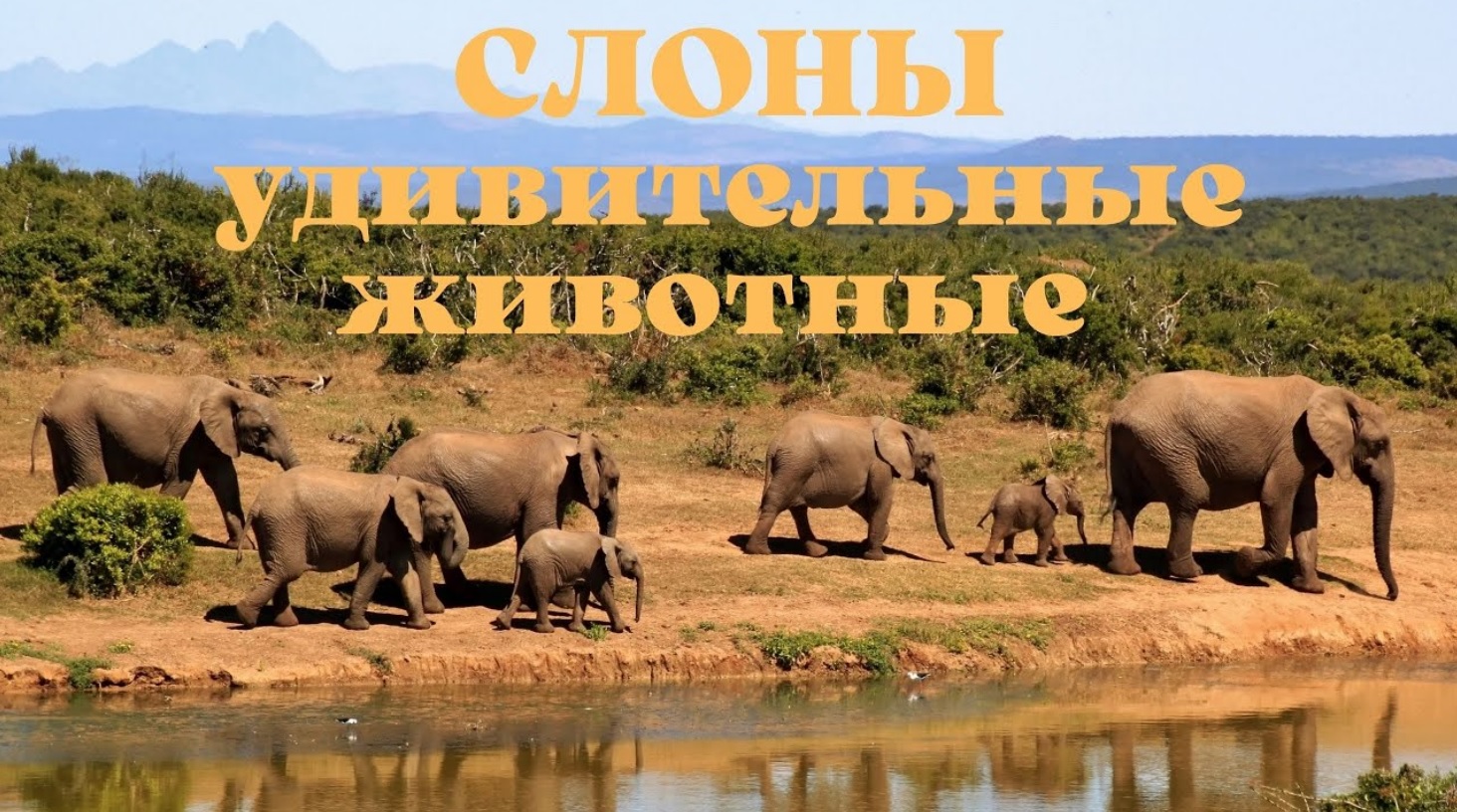 Слоны удивительные животные. Интересные факты о слонах. смотреть онлайн