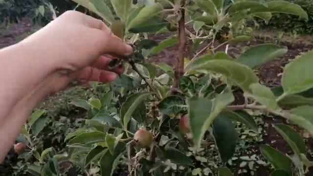 Хотите крупные плоды, делаем нормировку. смотреть онлайн