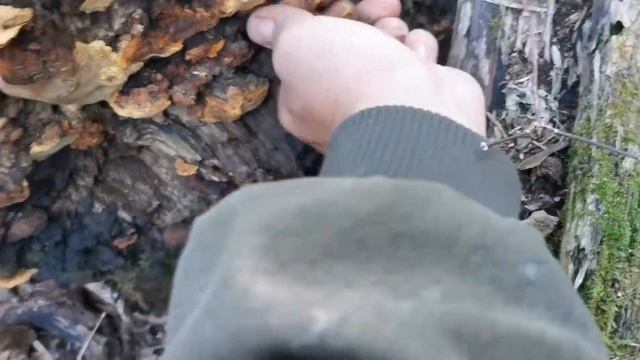 杨树桑黄学名北韩桑黄 在韩国被称为软黄金 特别受欢迎 смотреть онлайн
