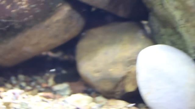 Neon Blue Goby: Amazing Fish смотреть онлайн
