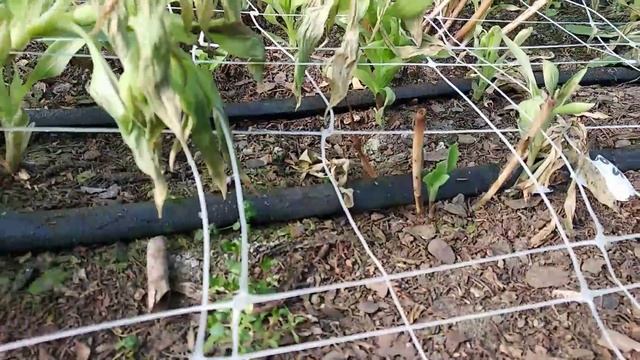 Альстрoмерия. Alstroemeria.