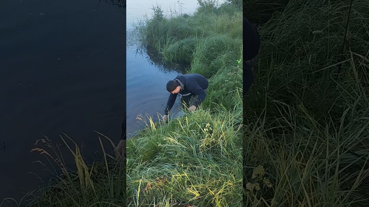 Первые утренние подлещики. #fishing #shortvideo #рыбалка #fishingvideo #рыбалка2024 смотреть онлайн