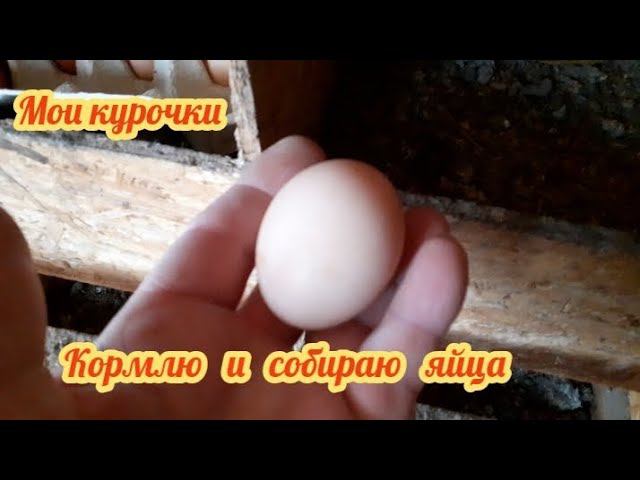 Кормим курочек и собираем яйца... смотреть онлайн