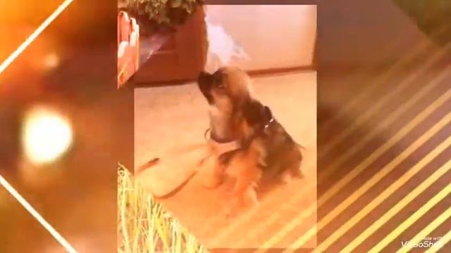 Фото моего пёсика Потапа! смотреть онлайн