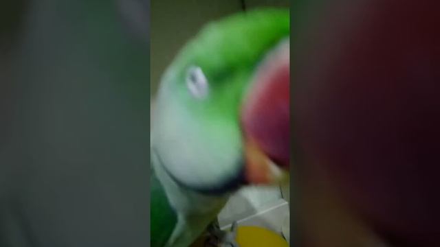 Александрийский попугай подражает звуки смеха и вороны . смотреть онлайн