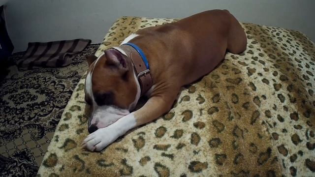 КАК СЫРОЕ МЯСО ВЛИЯЕТ НА ПОВЕДЕНИЕ СТАФФОРДА смотреть онлайн