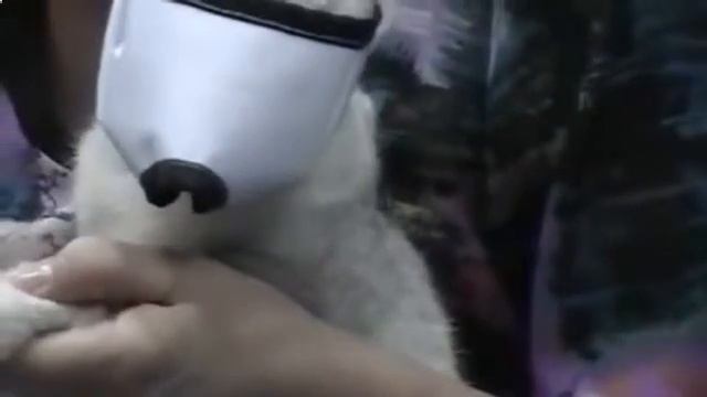 Поводок для кошки_Мама кошка смотреть онлайн