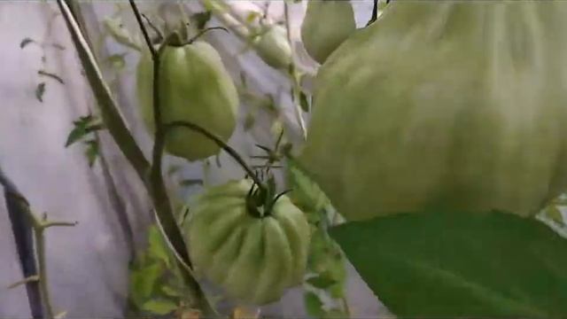 ОБЗОР ТОМАТОВ#СТО ПУДОВ смотреть онлайн