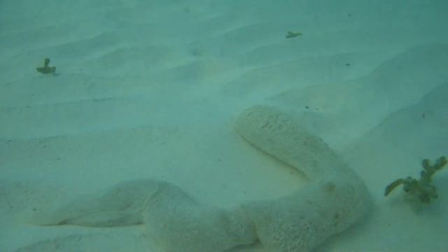 Lugworm смотреть онлайн