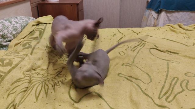 Канадские сфинксы Майкл и Филипп смотреть онлайн