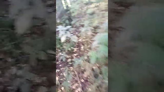 Жуткое видео мы нашли череп кошки и собаки