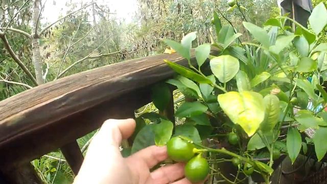 Yuzu , Meyer Lemon & Kumquat trees in our North Pacific Garden смотреть онлайн