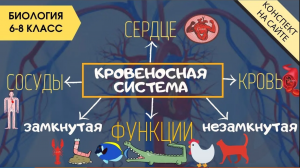 Кровеносная система человека, животных. Сердце. Круги кровообращения Функции крови