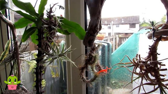 My Tillandsia Funkiana Air Plant In 'Funky Cool' Bloom #airplants #plants #houseplants