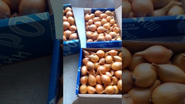 Отправляем посылки клиентам. смотреть онлайн