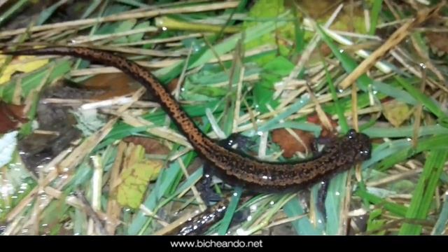 Salamandra lusitana o rabilarga (chioglossa lusitanica) en Asturias смотреть онлайн