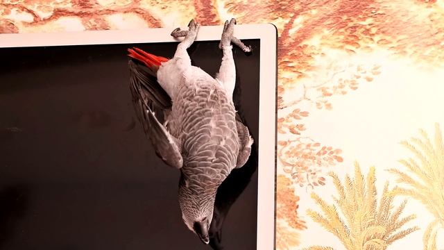 КАК БЫСТРО НАУЧИТЬ ПОПУГАЯ ГОВОРИТЬ при помощи 3 шагов??? Пример слово "АЛЛО"? смотреть онлайн