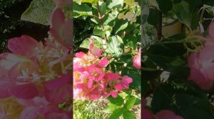 Гортензия метельчатая ЛИТТЛ РОЗИ. КАРЛИКОВАЯ ГОРТЕНЗИЯ 50 на 50см.