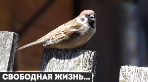 Чем занимаются люди в деревне. Кино о селе.