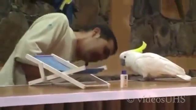 Шоу попугаев! смотреть онлайн