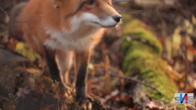 Домашние лисы смотреть онлайн