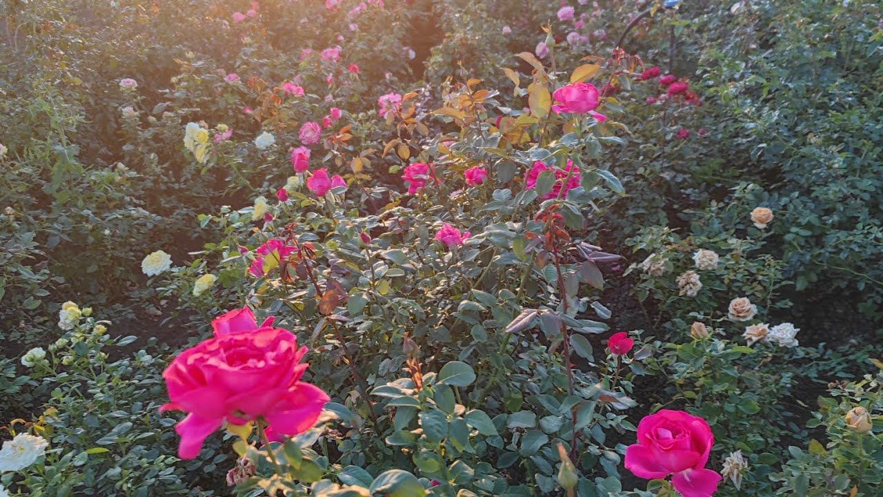 секси парфюмелла. Sexy Parfumella. rosebushes.ru смотреть онлайн