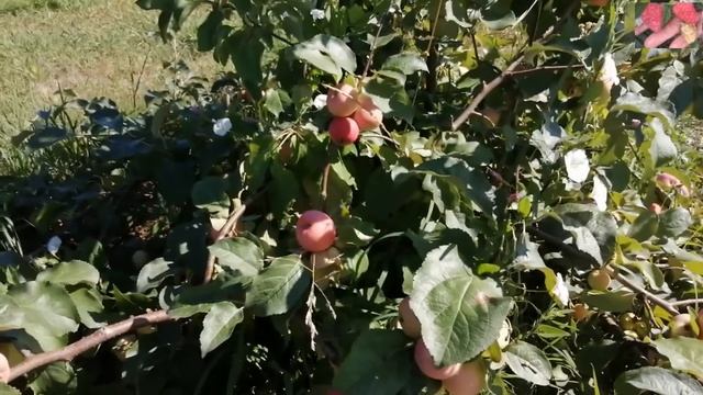 Прививки на яблоню. Ягодный сад.