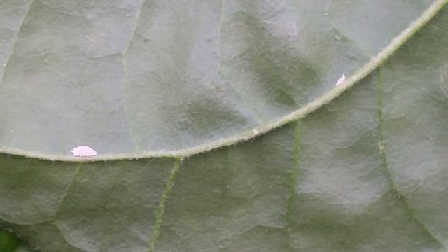 Planococcus Citri [Citrus Mealybug] On Gerbera Jamesonii