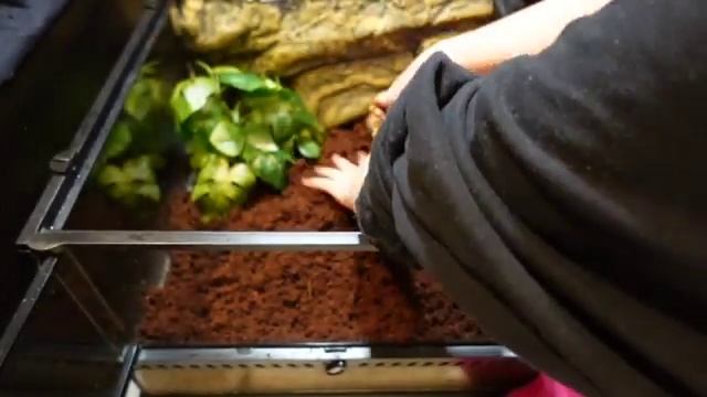 ?PACMAN FROG CAGE UPGRADE? + Story Time смотреть онлайн
