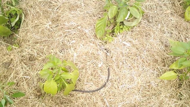 Почему не растет перец? смотреть онлайн