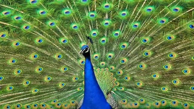Картинка птица. Павлин, хвост | Picture bird. Peacock tail | Pássaro de imagens. Cauda de pavão смотреть онлайн