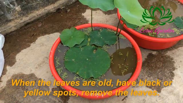 How to fertilize lotus plants in pots, so that the plants have many flowers смотреть онлайн