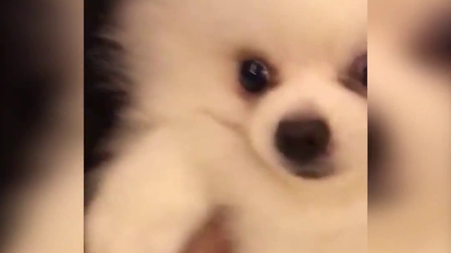 шпиц и злая игрушка смотреть онлайн