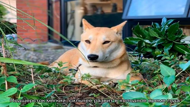 Дзёмон-сиба