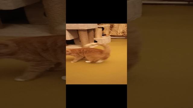 Как только мы одни с котиками смотреть онлайн