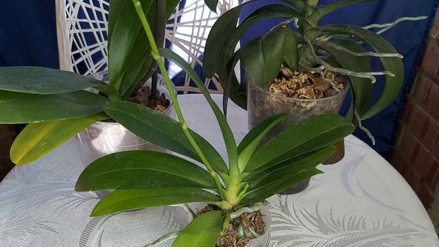 После ЭТОГО все ОРХИДЕИ выпустили ЦВЕТОНОСЫ и ЖИРНЫЕ КОРНИ, плотные ЛИСТЬЯ смотреть онлайн