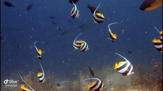 Индийский океан. Мальдивы. #diving #indianocean #safari #divingsafari #maldives смотреть онлайн