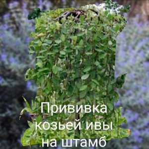 Прививка козьей ивы на штамб на практике