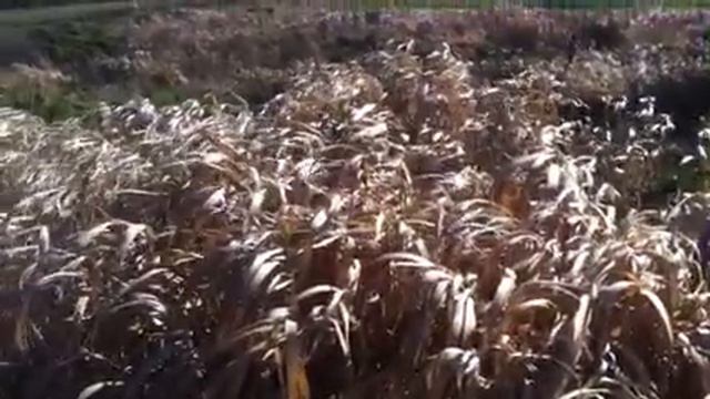 Ветер, трава, солнце смотреть онлайн