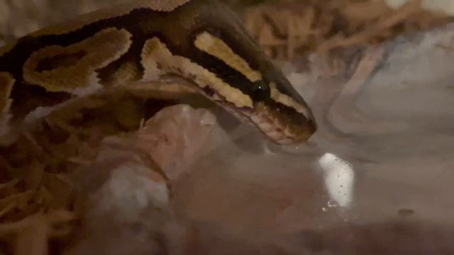Snakes Drink water just like Cats and dogs do? ? #snake #python #wow смотреть онлайн