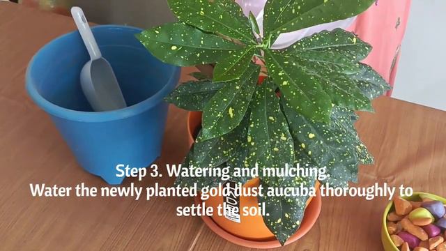 Gold Dust Aucuba (Aucuba japonica 'Variegata') planting in our indoor || Aucuba croton indoor plant смотреть онлайн