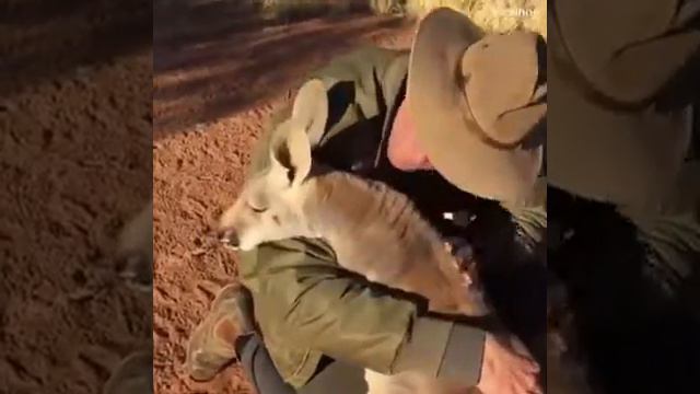 Ласковая ручная рыба смотреть онлайн