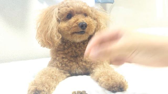 My Dog / Toy Poodle / I am Moca.| トイプードルのモカです。(犬)(Dog Tricks: Stay! (Wait!)) смотреть онлайн