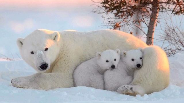 Кто такие Белые медведи? Интересные и Малоизвестные факты о Белых Медведях!AnyWild. смотреть онлайн