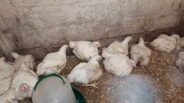 Вес бройлеров Кобб-500 в 39 дней и Арбор Айкрес в 13 дней. смотреть онлайн