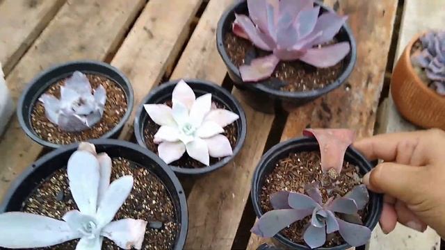 Conheça melhor Echeveria Cante x Echeveria Afterglow смотреть онлайн