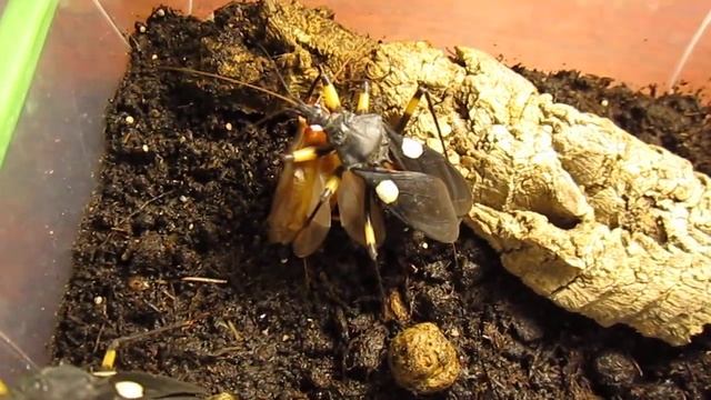 Клоп-хищнец Platymeris biguttatus убивает таракана смотреть онлайн