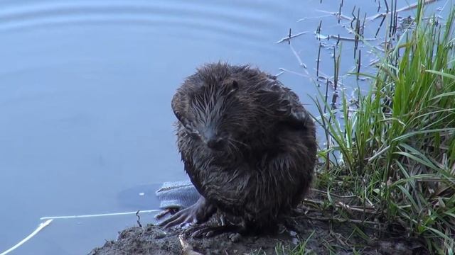 Бобёр моется(Beaver washes) смотреть онлайн