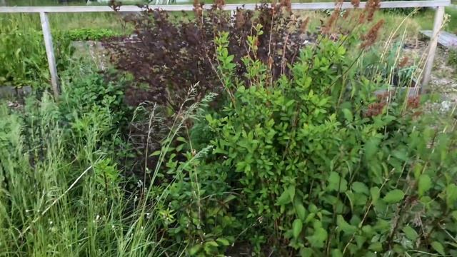 Мои самые страшные цветники | Обзор сада 2019 Часть 5 смотреть онлайн